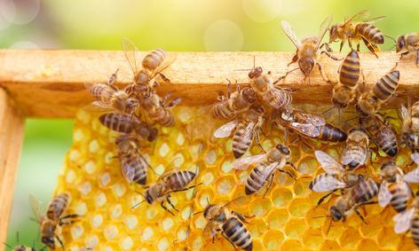 Inside The Hive The Buzz About Beekeeping Bees And Honey