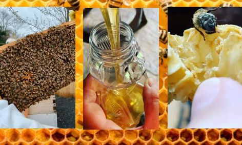 What S The Buzz About Honey Bees Small Online Class For Ages 6