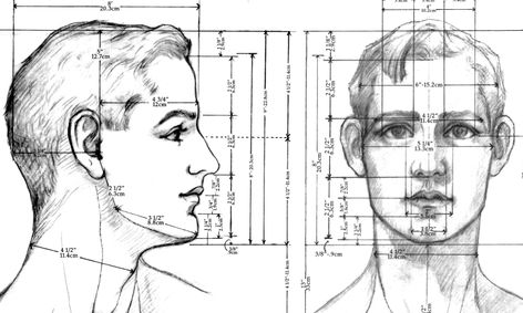 human face proportions drawing