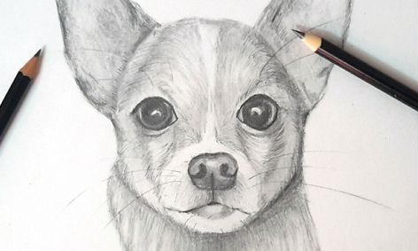 Draw A Dog Chihuahua Sketch Small Online Class For Ages 9 13 Outschool Make one slightly larger than the other. draw a dog chihuahua sketch small online class for ages 9 13