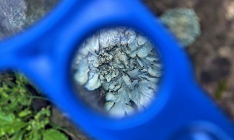 The Backyard Scientist Strengthening Observation Skills In Nearby