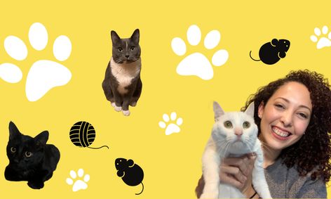 Cat Club Let S Talk About Cats Small Online Class For Ages 8