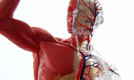 Human Anatomy An Overview 14 18 Small Online Class For Ages