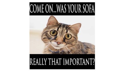https outschool com classes create funny pet memes with photoshop m16n7rsl