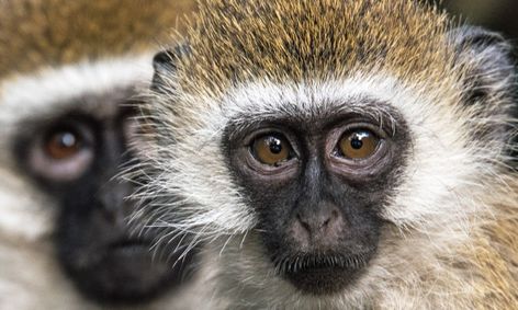 Animals Let S Monkey Around Small Online Class For Ages 8 12 Outschool