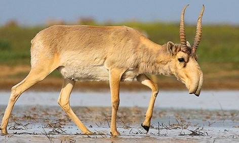 Does That Animal Really Exist Weird Animals Ongoing Small Online Class For Ages 7 10 Outschool