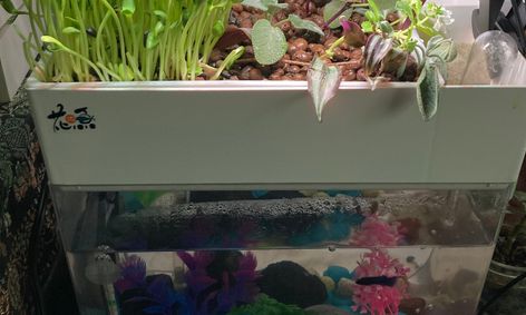 All About Aquaponics With Betta Fish Small Online Class For Ages 8 12 Outschool