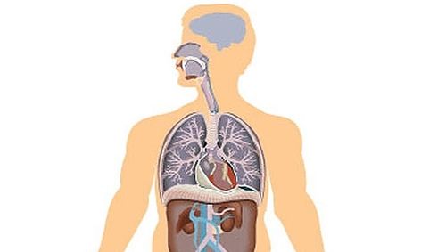 Human Anatomy And Physiology For Teens Small Online Class For