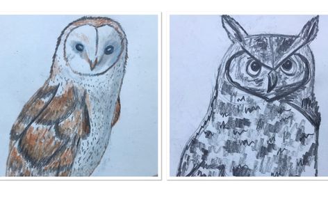 Let S Draw Birds Owls Small Online Class For Ages 13 17 Outschool