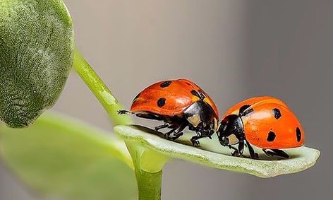 Camp Creepy Crawly Let S Get To Know Backyard Bugs Small Online Class For Ages 4 7 Outschool