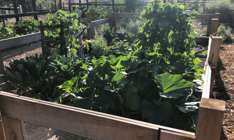 Community Garden Live Field Trip Garden Tips And Fun Small Online Class For Ages 6 11 Outschool