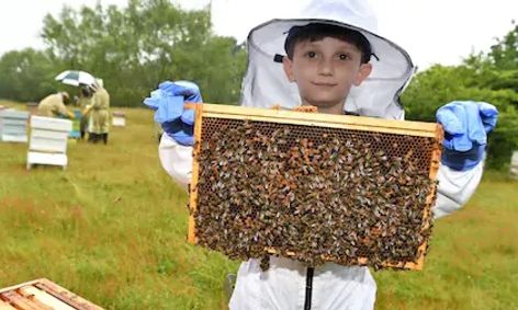 Beekeeping Live And In The Hive Small Online Class For Ages 9