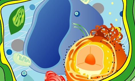 Ap Biology Fall Semester 2020 Small Online Class For Ages 15