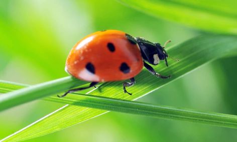 Bug Detectives Are You A Lady Bug Small Online Class For Ages 4 8 Outschool