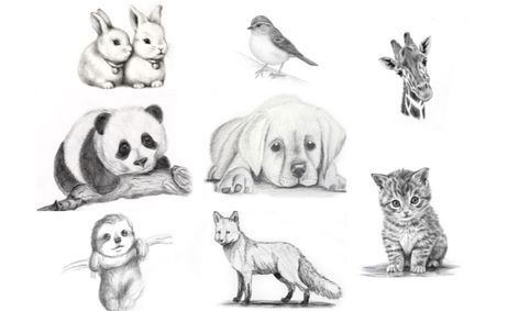 8 Week Pencil Sketching Series Realistic Animals Small Online Class For Ages 8 13 Outschool How to draw animals with glenn vilppu. 8 week pencil sketching series realistic animals small online class for ages 8 13