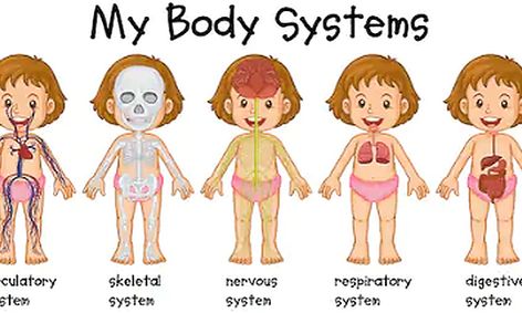 The Human Body For Kids Small Online Class For Ages 8 11 Outschool