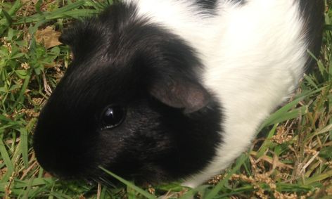 Guinea Pig Care 101 Small Online Class For Ages 7 12 Outschool