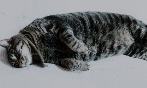 Pets Make Life Better Show And Tell Small Online Class For Ages