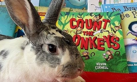 storytime with willow the rabbit ongoing small online class for ages 4 6