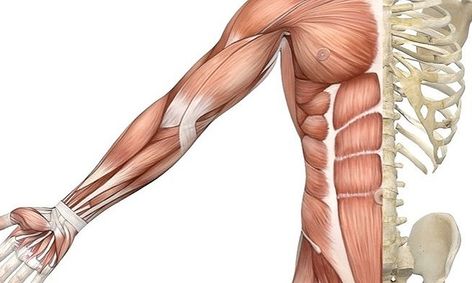 Muscular System Anatomy And Physiology Small Online Class For