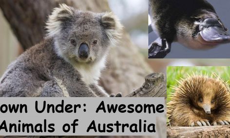 Awesome Animals Of Australia Small Online Class For Ages 7 12 Outschool