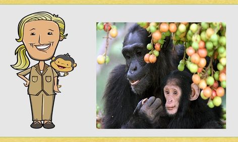 Travel The World As We Learn About Women In Stem Jane Goodall
