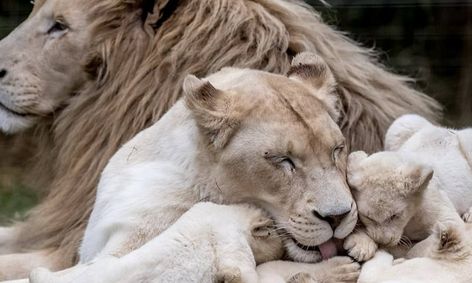 Baby Animals And Their Families Ages 3 7 Small Online Class For Ages 3 7 Outschool