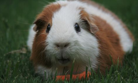 You Can Draw Guinea Pig Directed Drawing Small Online Class For Ages 5 9 Outschool See more ideas about pig drawing, pig art, pig. outschool