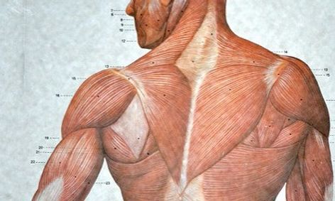Human Anatomy Naming Muscles Small Online Class For Ages 11 16