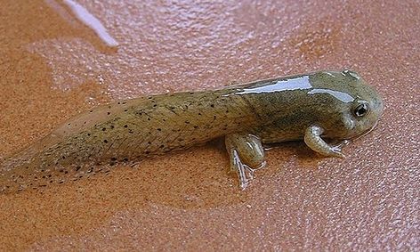 All About Animals Awesome Amphibians Small Online Class For Ages 3 6 Outschool