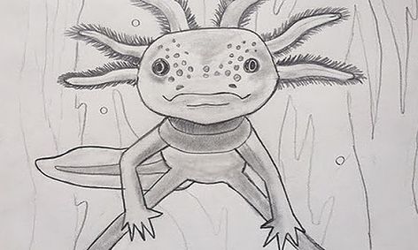The Wild Things Draw Learn How To Draw The Amazing Axolotl Small Online Class For Ages 8 12 Outschool