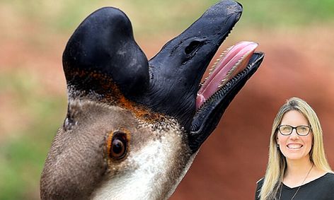 Wild About Trivia Kahoot Cool Animals Edition Small Online Class For Ages 9 11 Outschool