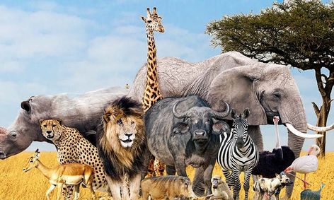 Zany Zoology Ages 3 7 Small Online Class For Ages 3 7 Outschool