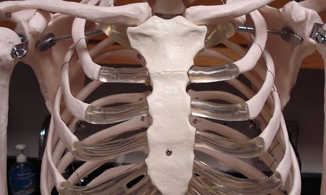 Human Anatomy And Physiology Part 1 Skeletal Bones Small