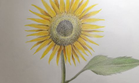 Sunflower Shading And Coloring Using A Pencil And Colored Pencils Small Online Class For Ages 7 12 Outschool Inspiration for the passionate colored pencil artist.