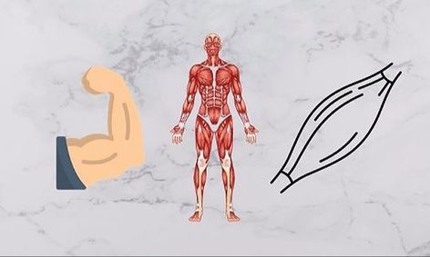 Anatomy And Physiology Online Homeschool Classes