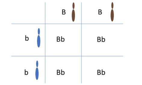 Punnett Square Practice Small Online Class For Ages 11 16 Outschool