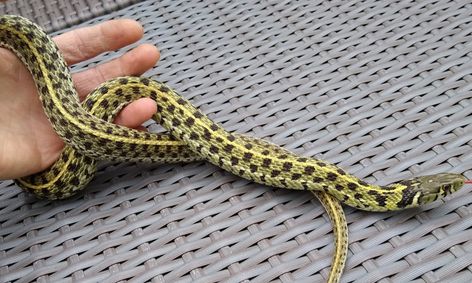 why aren t snakes slimy featuring our real live corn snake and garter snake small online class for ages 4 7