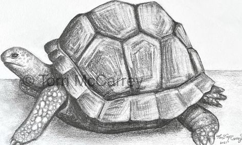 picture Realistic Outline Tortoise Drawing animal art realistic tortoise sketch small online class for ages 10 15