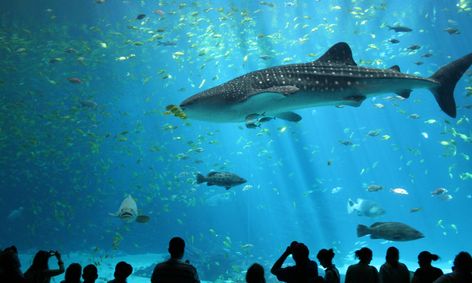 Motion Of The Ocean An Introduction To Marine Biology Ages 11 15