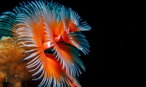 Bright And Colorful Marine Worms Small Online Class For Ages 9 13 Outschool