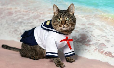 Cats History And Heroes Small Online Class For Ages 9 13