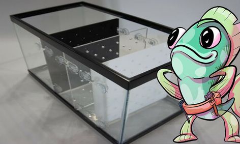 https outschool com classes aquarium camp for diy fishkeepers x5ayxexq