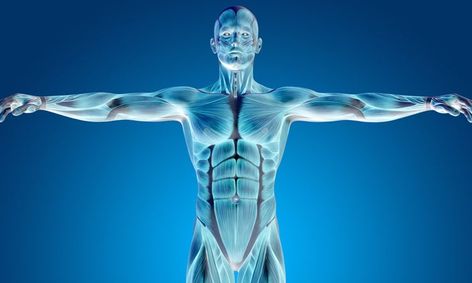 Human Movement Systems Anatomy And Physiology Summer Camp
