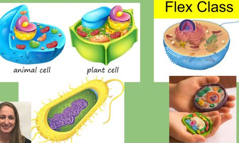 Intro To Cells Pro Eukaryotic Plant And Animal Cells Flex Class Small Online Class For Ages 9 13 Outschool
