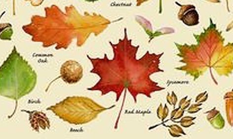 Fall Leaf Identification And Data Collecting Small Online Class For Ages 8 12 Outschool