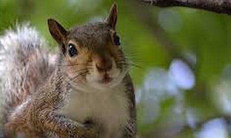 Marvelous Mammals Of Florida Backyard Buddies Small Online