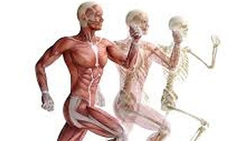 Fantastic Functions Human Physiology Small Online Class For Ages 7 11 Outschool