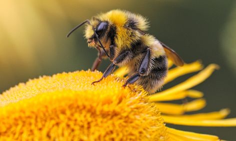 The Buzz About Brilliant Bees Life Cycle And Facts Small Online