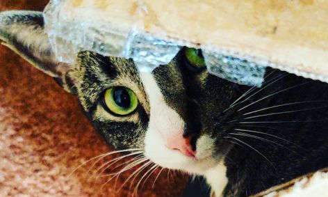 Cat Club Let S Talk About Cats Small Online Class For Ages 7 11
